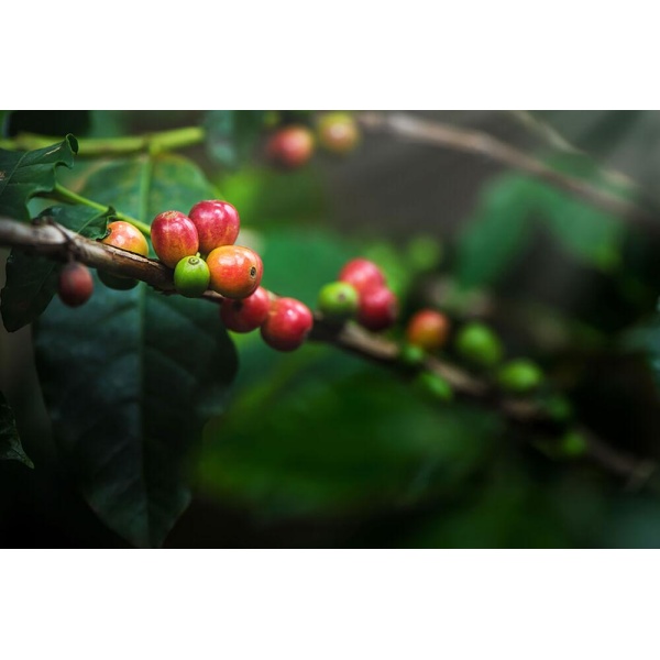 Kaffe Green Forest 60x100g eko
